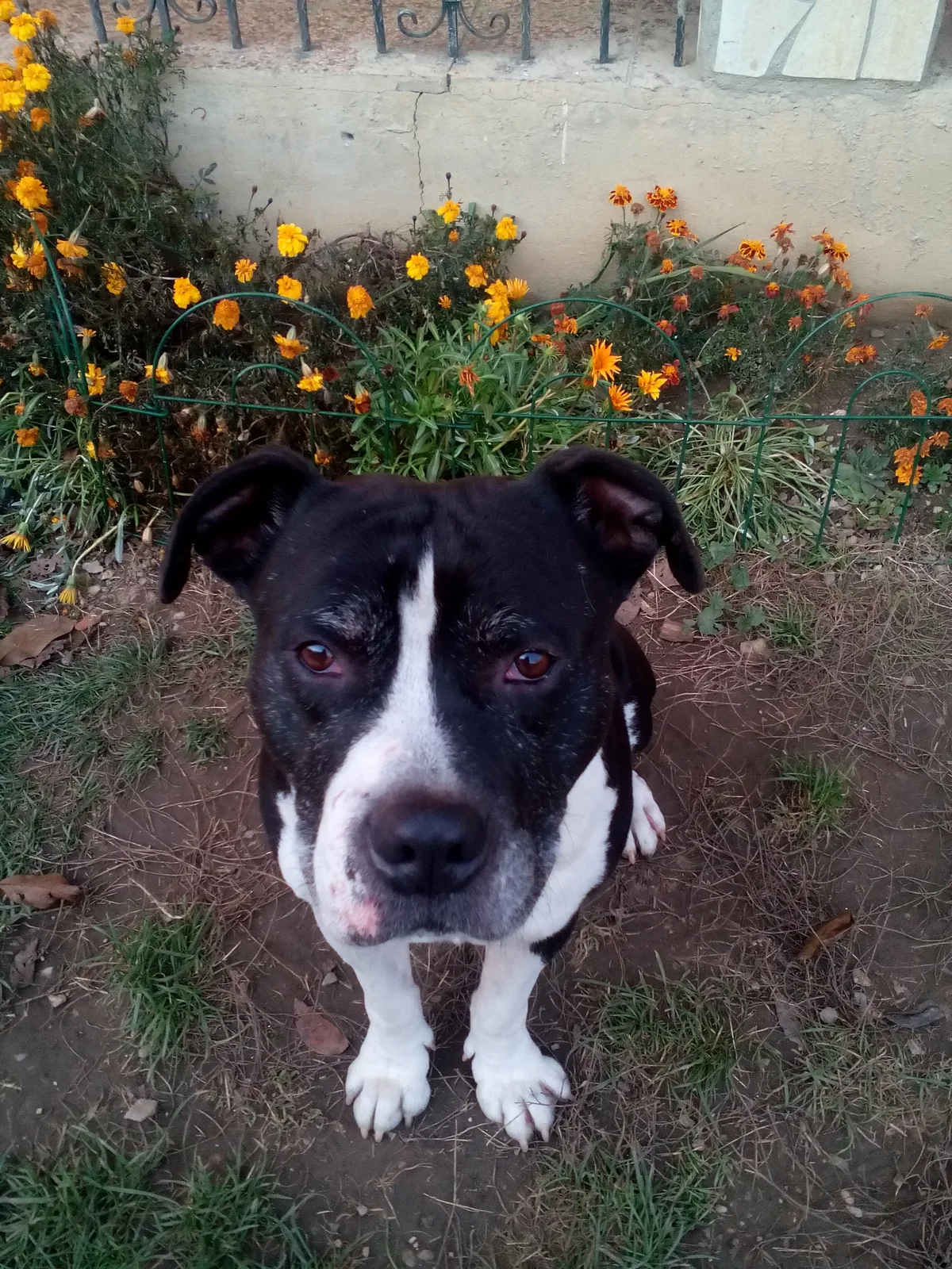 Algor — pitbull, po ktorom nesie salón meno
